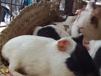 猪（批次，未指定性别）, Pigs — 照片 1