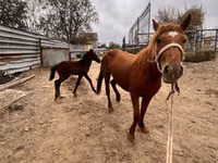 Stute, Kazakh horse — Foto 3