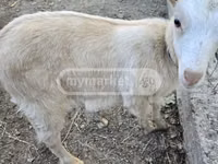 Ziege, Megrelian goat — Foto 3