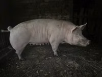 Sow — photo 1