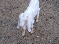 Ziegenbock, Nubian Goat — Foto 1