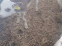 Toro, Raza Holstein — foto 1