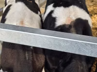 Toro, Russian Black pied cattle — foto 7