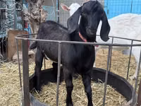 عنزة, Beetal goats — الصورة 1