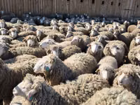 Sheep (batch, sex not specified), Sheep — photo 5