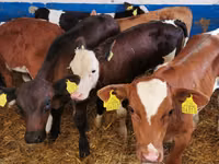 公牛, Simmental cattle — 照片 3