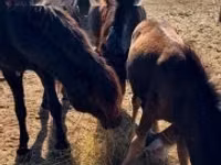 母马, Horses — 照片 2