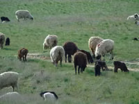 Ram, Sheep — photo 5