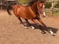 Hengst, Arabian horse — Foto 4