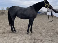 Mare, Friesian — photo 1