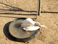 Ducks — Foto 8
