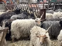 Schafe (Partie, Geschlecht nicht angegeben), Racka sheep — Foto 2