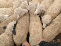 Widder, Kazakh meat-wool sheep — Foto 2