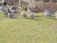 Turkeys — foto 4