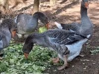 Geese — الصورة 8