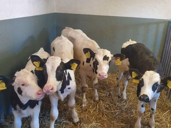Bulle, Holstein-Rasse