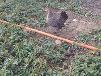 Chickens — Foto 7