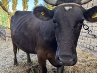 Cow, Swiss cattle — photo 3