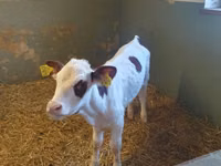 Kuh, Simmental cattle — Foto 1