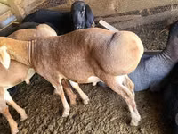 Widder, Edilbay sheep — Foto 3