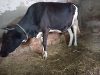 Cow, Russian Black pied cattle — photo 3
