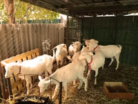 Ziegen (Partie, Geschlecht nicht angegeben), Pomellata goat — Foto 4