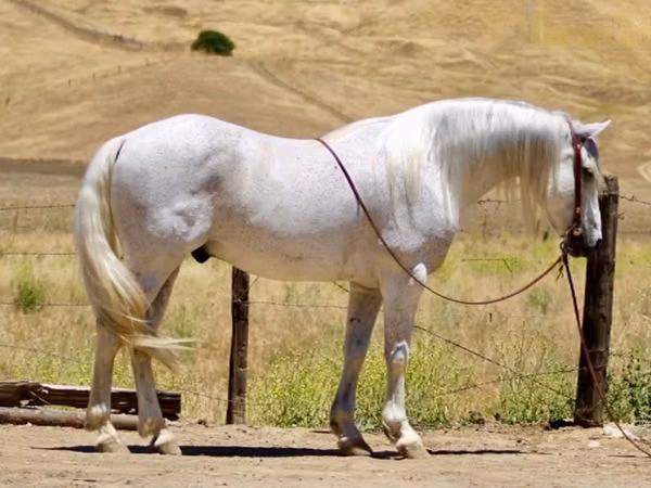 Horse (M), Quarter Horse