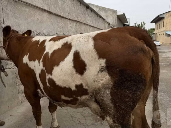 गाय, Simmental cattle