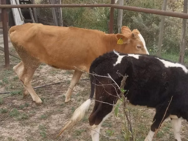 Vaca, Simmental cattle