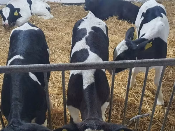 Toro, Russian Black pied cattle