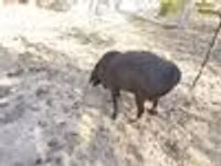 Carnero, Hissar sheep — foto 8