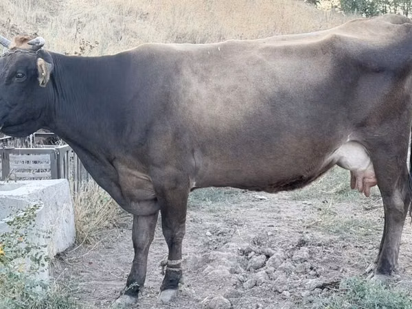Cow, Cattle
