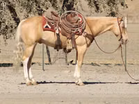 Horse (M), Quarter Horse — photo 8
