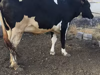 بقرة, Russian Black pied cattle — الصورة 7