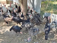Turkeys — Foto 4