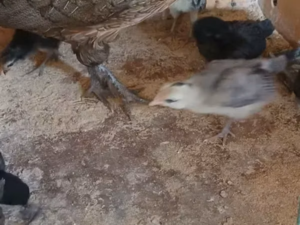 فينيكس