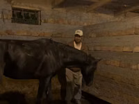 Horse (M), Russian warmblood — photo 4