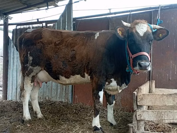 بقرة, Simmental cattle