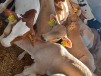 Bulle, Simmental cattle — Foto 3