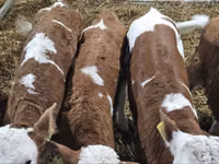 Bull, Simmental cattle — photo 3