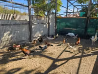 Ayam Ketawa — Foto 1