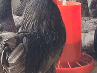 Adler Silver — foto 4