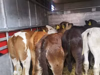 Bovinos (lote, sexo no especificado), Ganado vacuno — foto 3