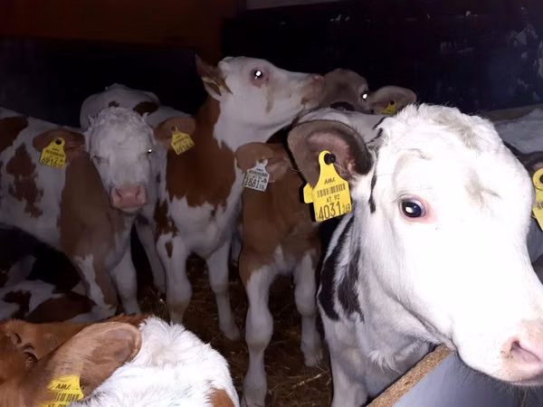 Toro, Simmental cattle