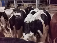 ثور, Russian Black pied cattle — الصورة 2