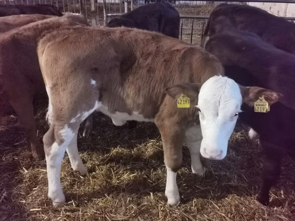 Bovinos (lote, sexo no especificado), Simmental cattle