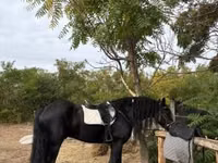 حصان, Friesian — الصورة 6