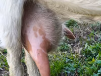 Ziege, Beetal goats — Foto 3