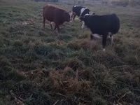 Toro, Ganado vacuno — foto 1