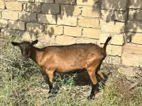 عنزة, Alpine goat — الصورة 3